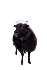 Portrait Of sheep in christmas hat On White