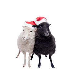 Portrait Of sheep in christmas hat On White