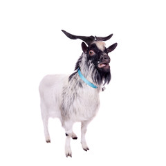 Gray dvarf goat on white