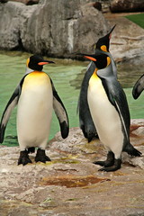 Fototapeta premium king penguins with yellow tufts