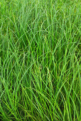 Green sedge (Carex genus)