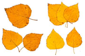 Obraz premium The dried birch leaves