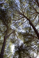 Tree Branches in the Sky