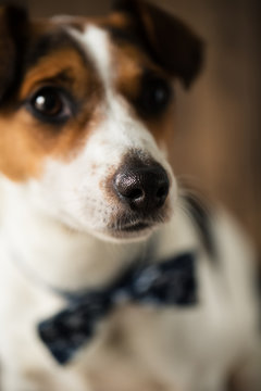 Cute dog with stylish butterfly tie posing for the photo