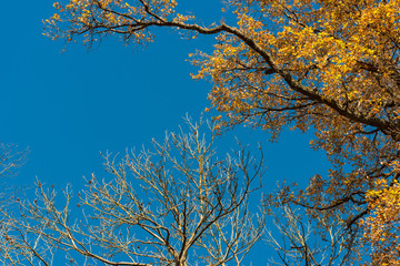 Autumn leaves against blue sky