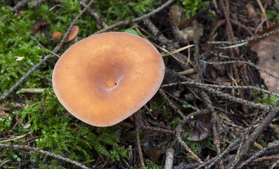 mushrooms in the forest