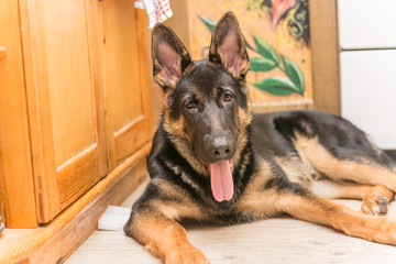 German shepard puppy