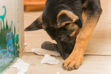 German shepard puppy