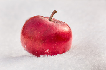 Red apple on snow close up