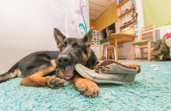 German Shepard Puppy, Eating Shoes