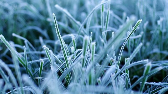 Grass at first frost