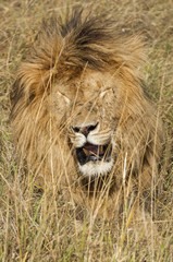 Obraz na płótnie Canvas East African Lion (Panthera leo nubica)