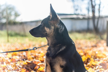 German shepherd, in autumn leafs