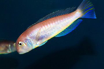 Horsehead tilefish (Branchiostegus japonicus) in Japan