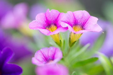 Closeup of colorful Petunia (Solanaceae)
