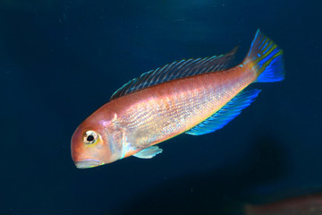 Horsehead tilefish (Branchiostegus japonicus) in Japan