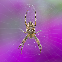 Closeup of an European Garden Spider at purple background