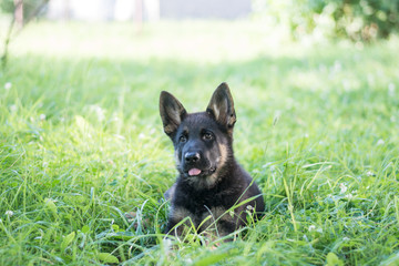 German shepard puppy laying on the grass