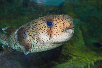Spot-fin Porcupinefish (Diodon hystrix) in Japan
