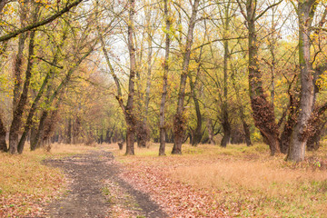 autumn forest after the rain