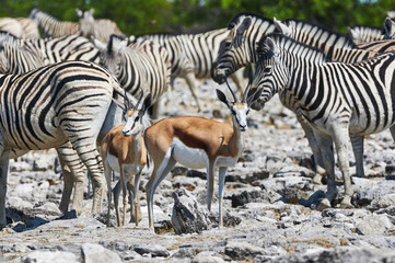 Obraz na płótnie Canvas Zebras and Springboks near a waterhole