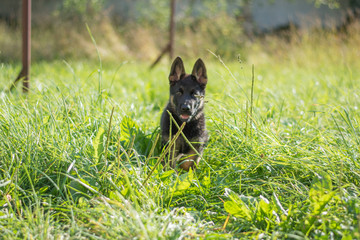 German shepard puppy