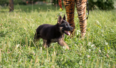 German shepard puppy