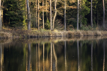 pond in autumn with reflection tree