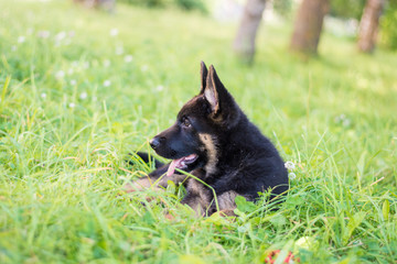 German shepard puppy
