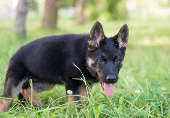 German shepard puppy