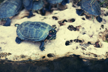 family of small turtles in the city pond