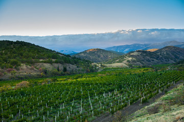 Fototapeta na wymiar vineyard at the foot of the mountain