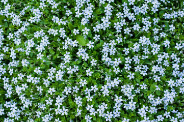 Background of tiny blue flowers
