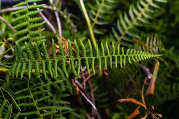 Green fern leaf in the woods
