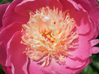 Peony flower