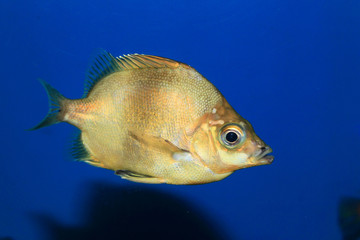 Japanese armorhead (Pentaceros japonicus) in Japan 