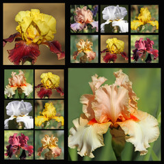 bearded iris flowers collage