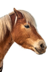 Brown Horse Head with clipping path