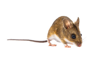 Field Mouse (Apodemus sylvaticus) with clipping path