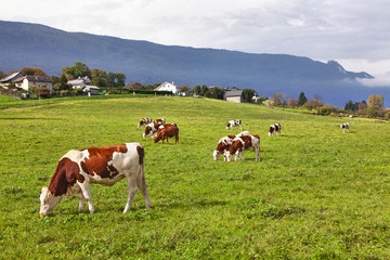 Fototapeta na wymiar peaceful scene with cows