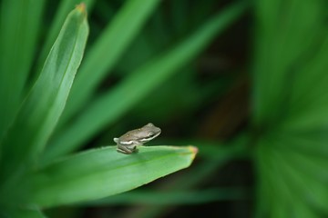 Tree Frog on Palm Frond