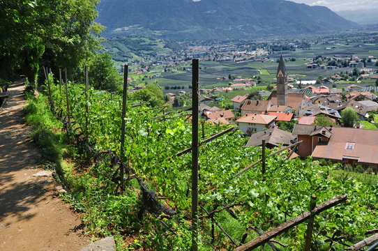 Blick auf Algund im Meraner Land