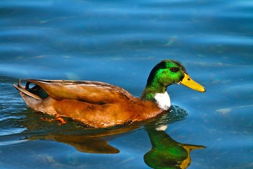 Lago Maggiore - papera