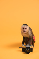 Monkey with retro vintage camera