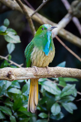 Blue-bearded Bee-eater  on the branch