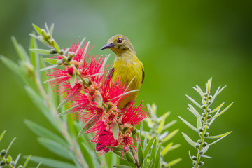 Plain Sunbird(Anthreptes simplex) with the flower
