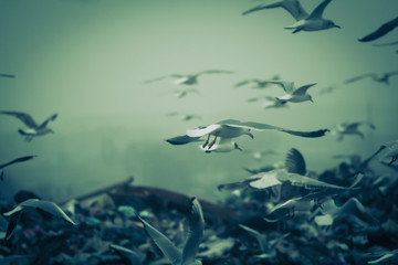Fototapeta na wymiar Apocalyptic scene of birds flying over the dump