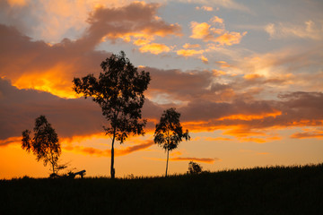 Landscape. Three tree during sunset