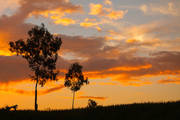 Landscape two tree during sunset
