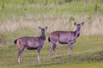 Female Sambar deer(Rusa unicolor ) in the field in nature